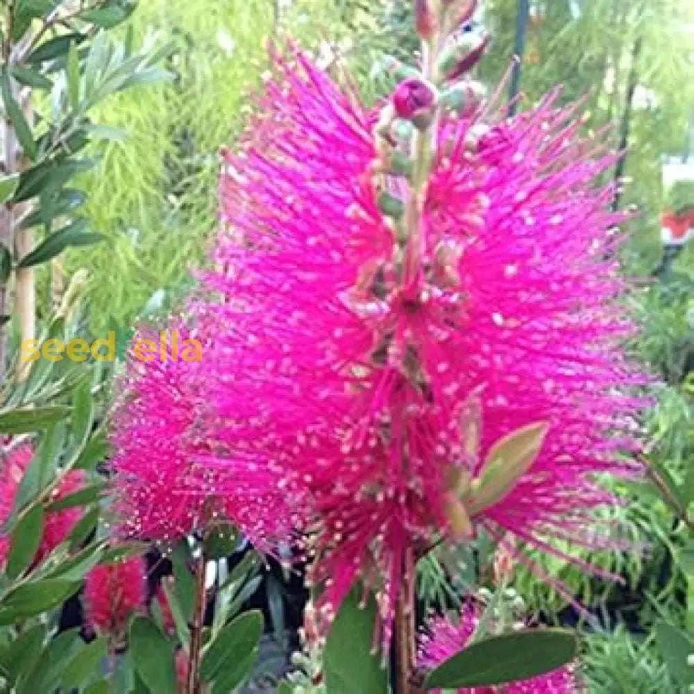 Pink Bottle Brush Flower Seeds For Planting: Vibrant & Eye-Catching Annuals