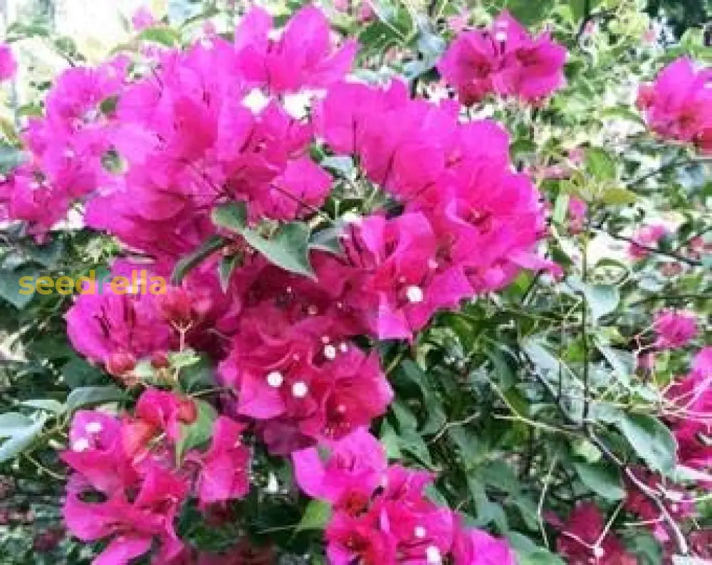 Pink Bougainvillea Flower Seeds For Planting  Brighten Your Garden With Vibrant Blooms