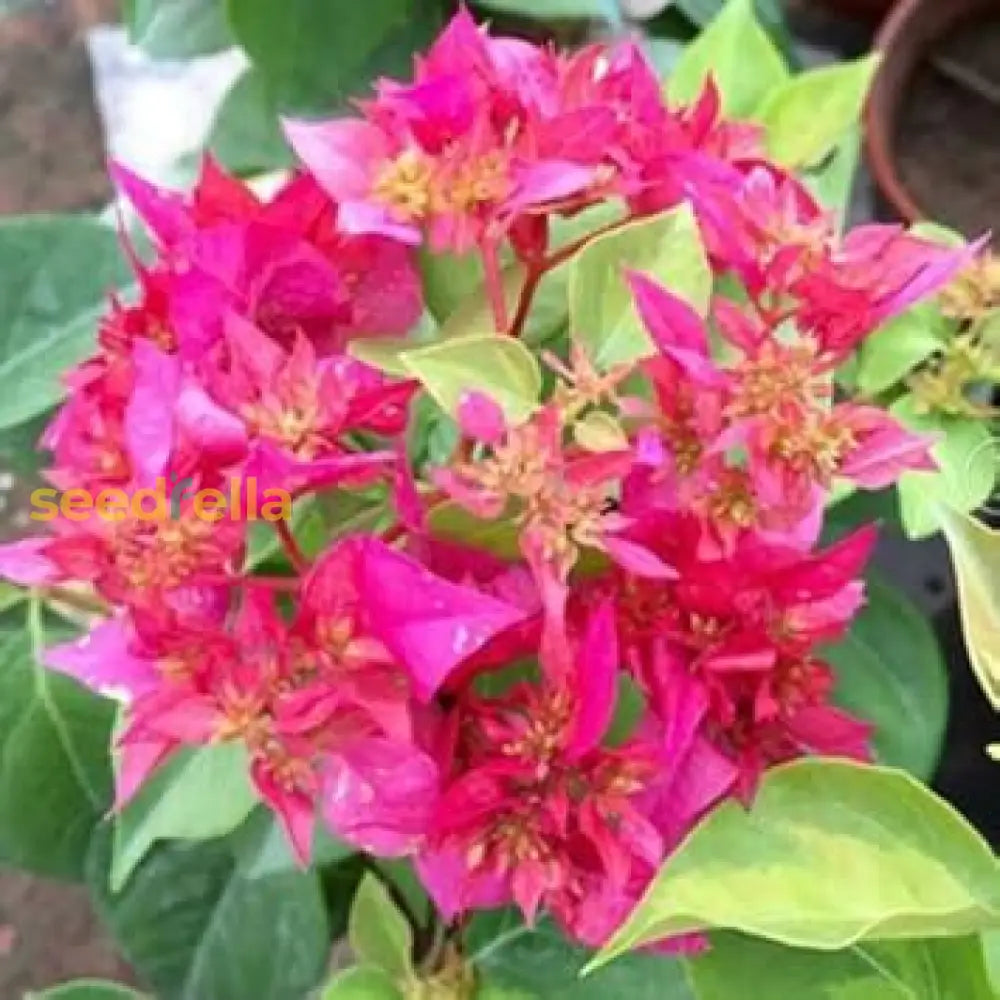 Pink Bougainvillea Flower Seeds For Planting  Brighten Your Garden With Vibrant Blooms