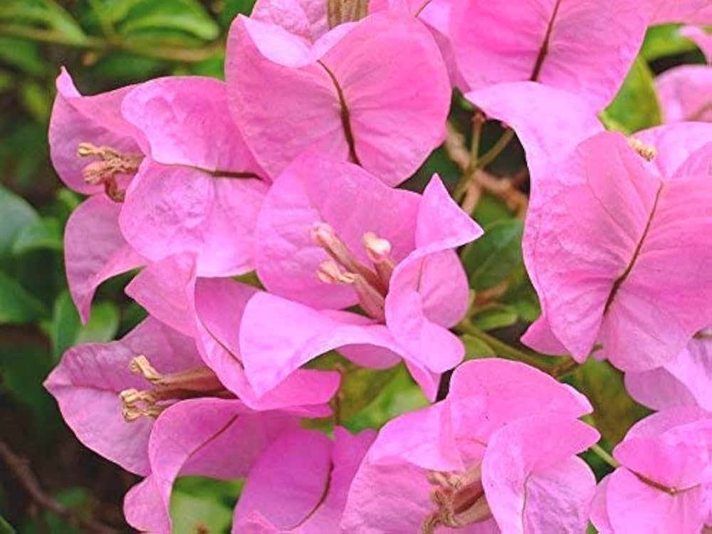 Bougainvillea Baby Pink growing along a garden fence