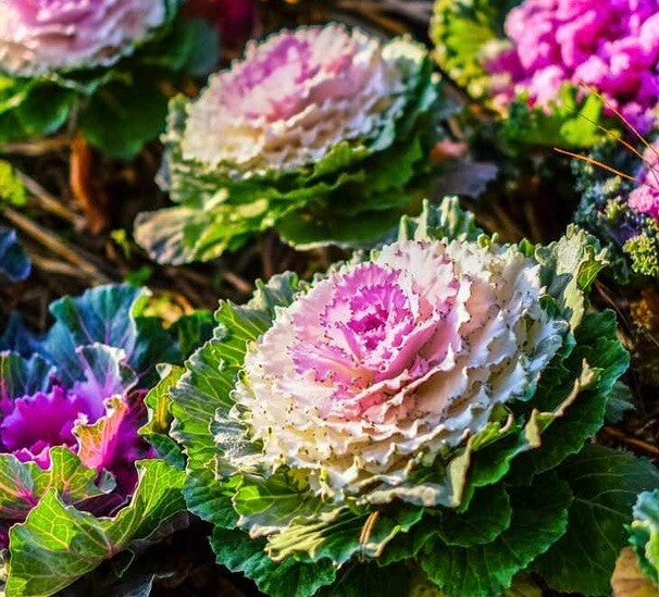 Beautiful Light Pink Brassica Leaves