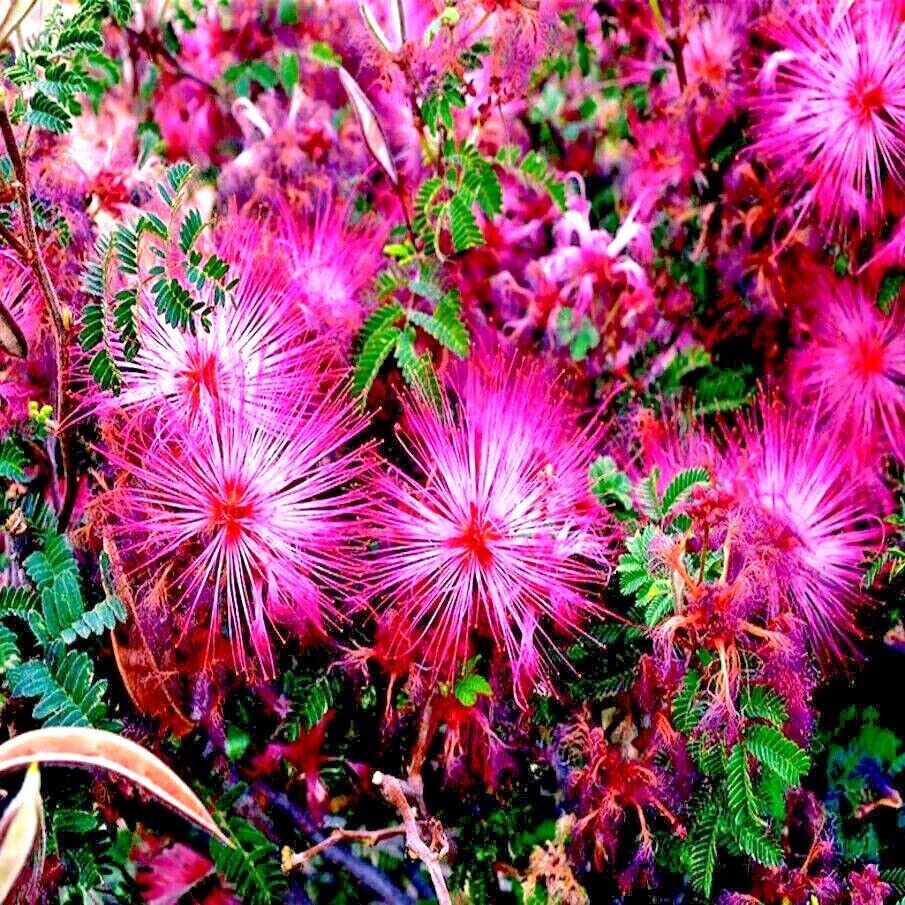 Pink Calliandra Eriophylla seeds attracting pollinators naturally