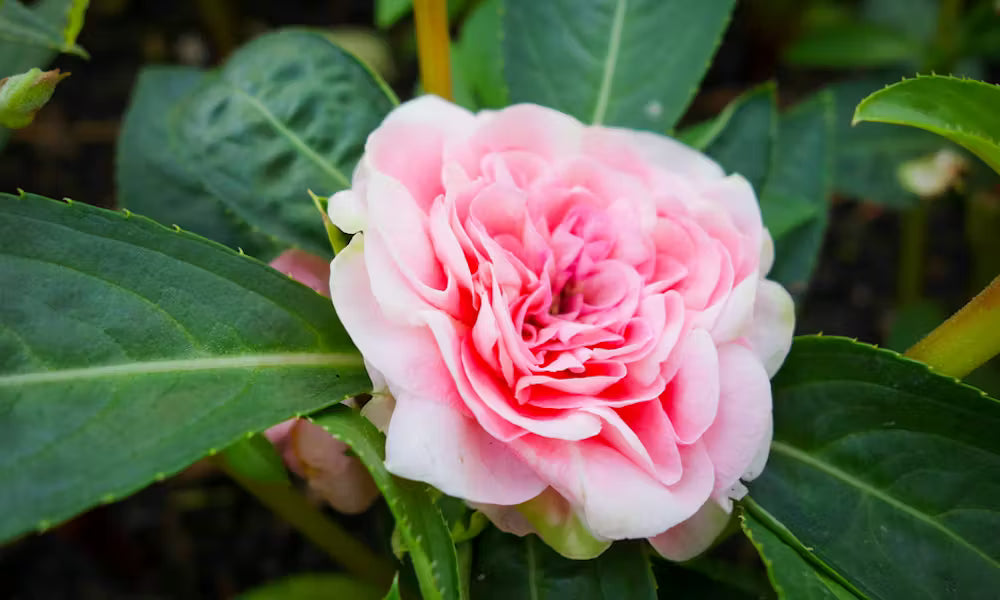 Camellia Plants in a Shaded Garden Setting