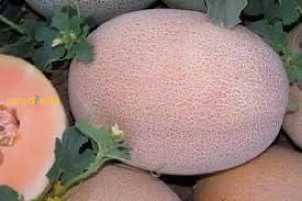 Pink Cantaloupe Seeds For Planting  Sweet Melon Fruit