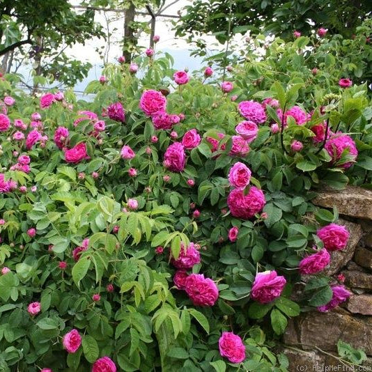 Pink Charles de Mills Flower Seeds for planting