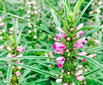 Pink Chinese Motherwort in full bloom with whorled pink flowers