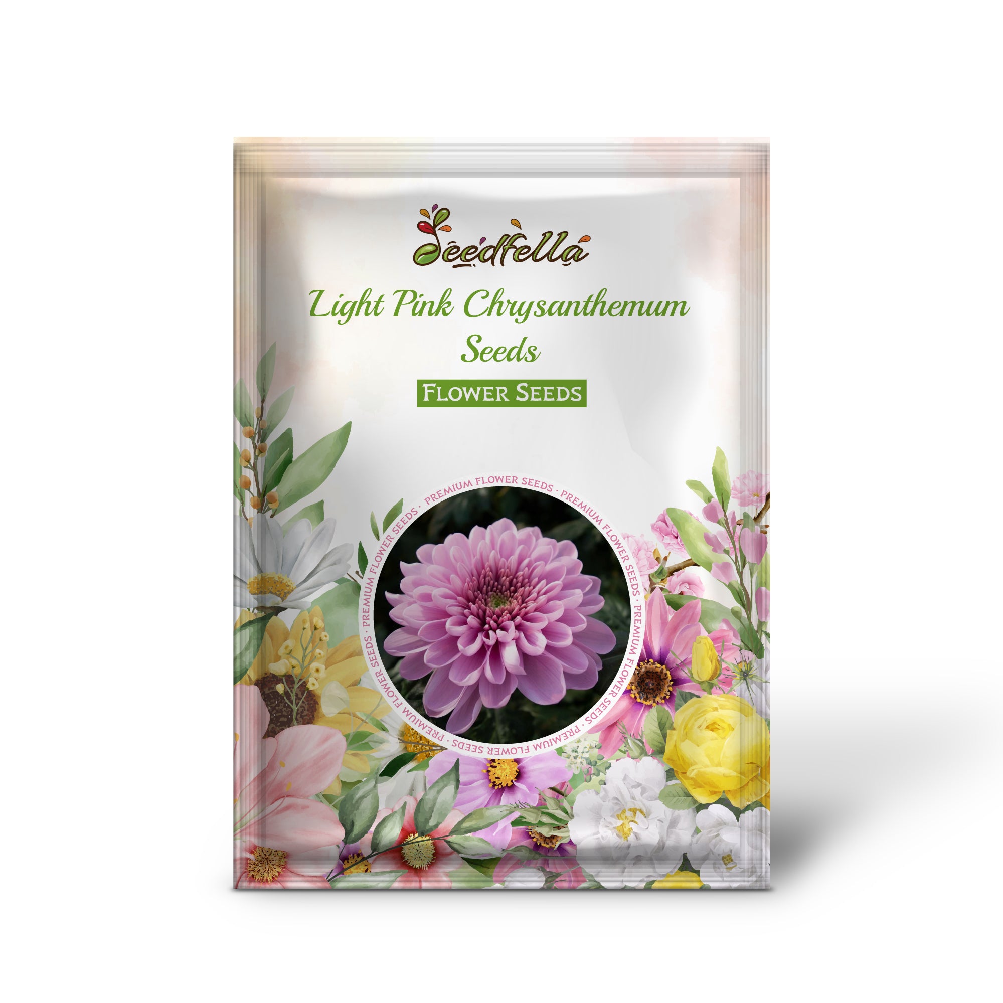 Light Pink Chrysanthemum Flowers Blooming in Garden