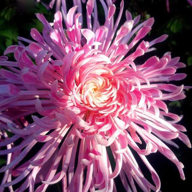 Pink Chrysanthemum Seeds for colorful pot and garden planting