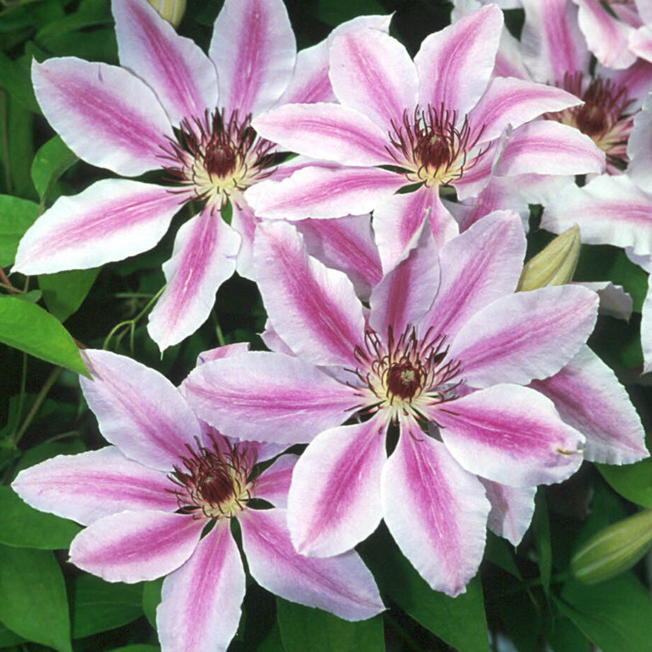 Clematis Nelly Moser seeds for home gardens
