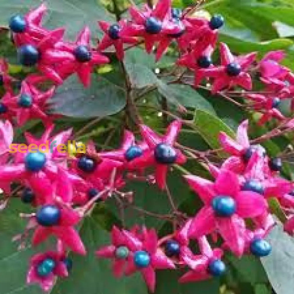 Pink Clerodendron Trichotomum Seeds For Tree Planting Plant Seeds