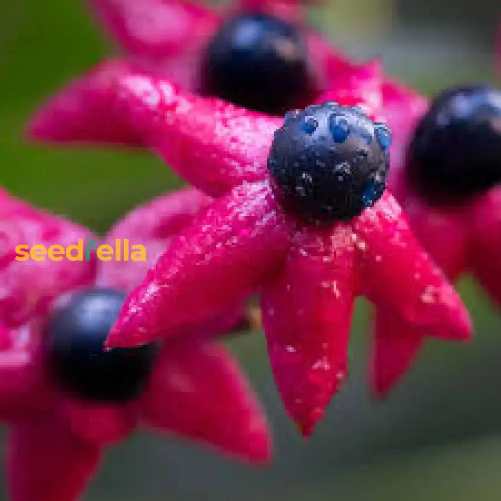 Pink Clerodendron Trichotomum Seeds For Tree Planting Plant Seeds