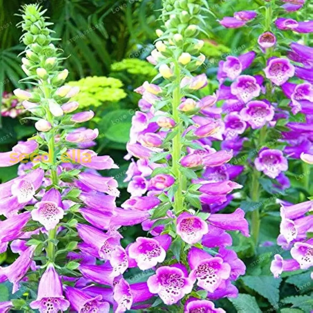 Pink Climbing Foxglove Flower Seeds For Planting - Stunning Biennial Blooms