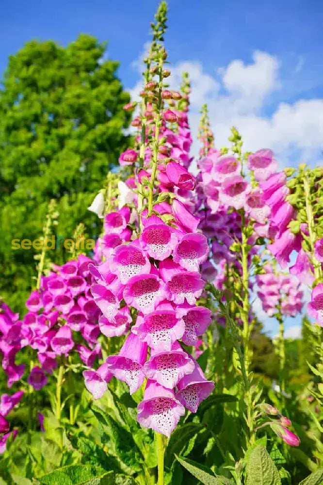 Pink Climbing Foxglove Flower Seeds For Planting - Stunning Biennial Blooms