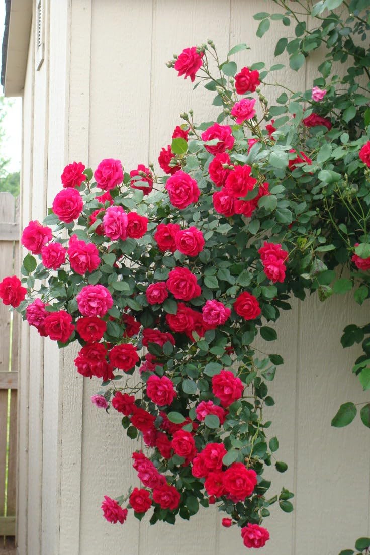 Deep Pink Climbing Roses on Garden Arch