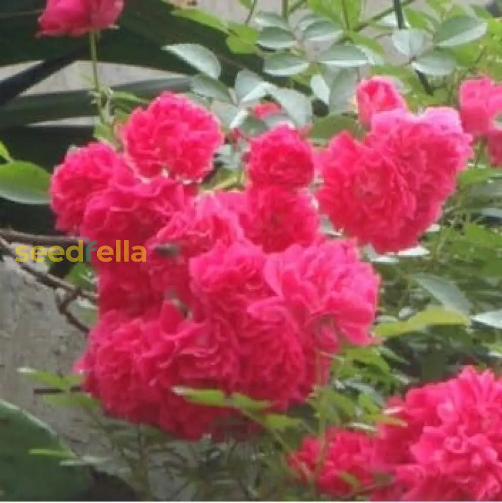 Pink Climbing Rose Flower Seeds: Planting Guide Seeds