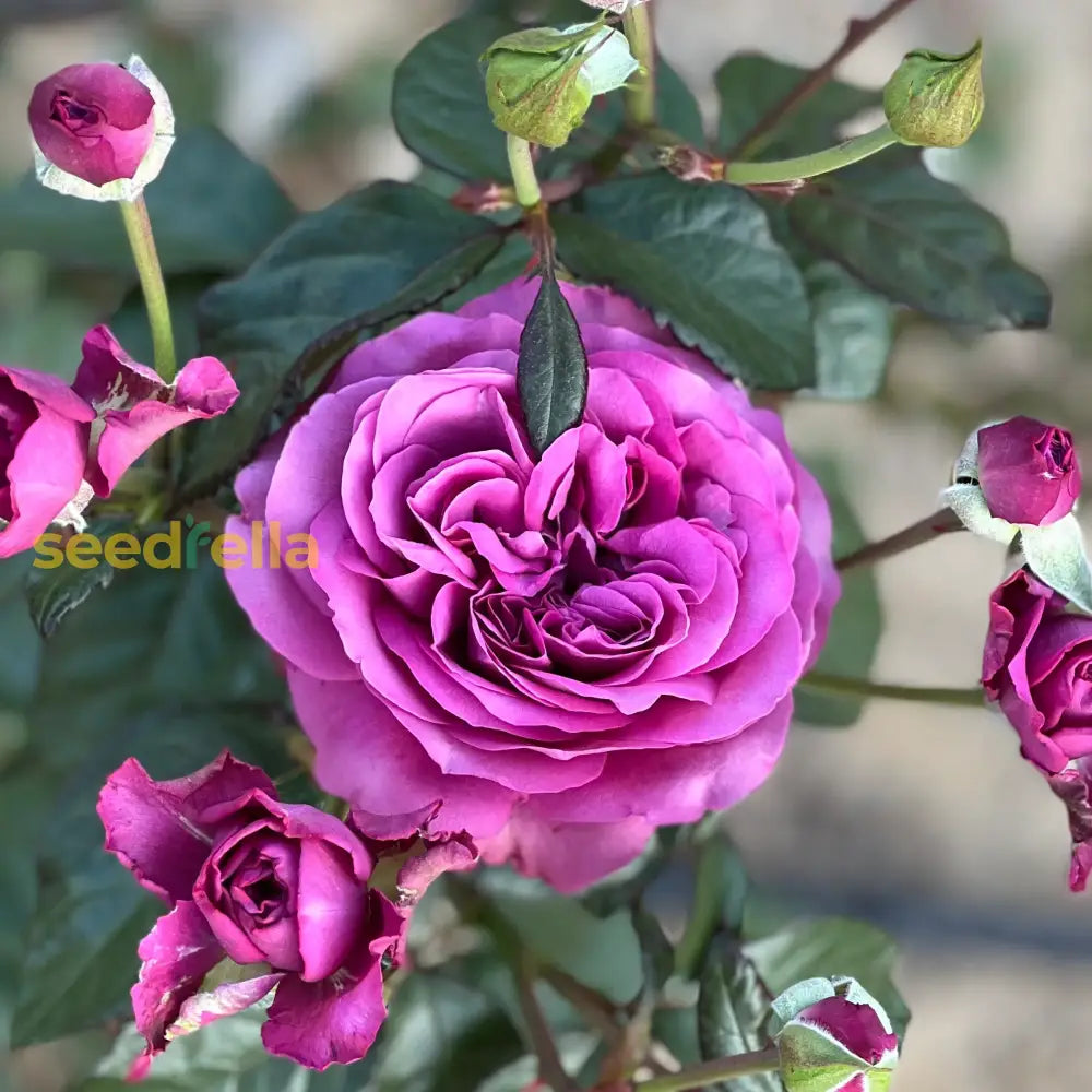 Pink Climbing Rose Flower Seeds: Planting Guide Seeds