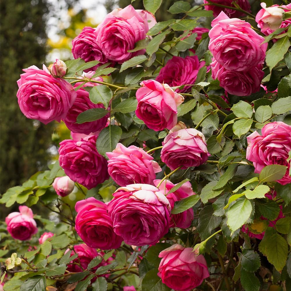 Pink Climbing Rose seeds for trellises and garden beds
