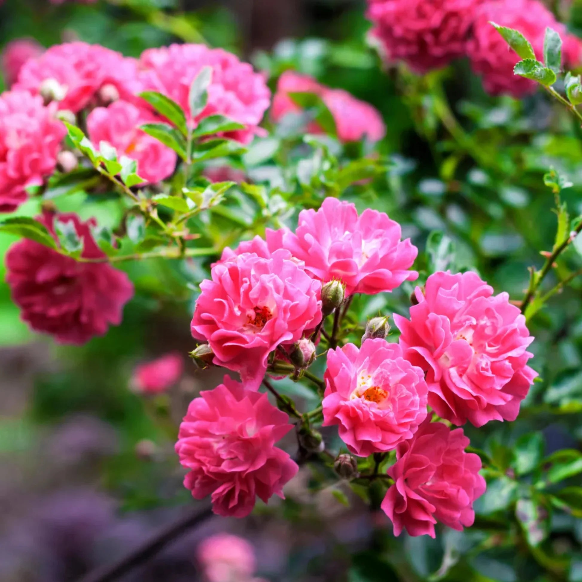 Pink Climbing Rose seeds attracting pollinators naturally