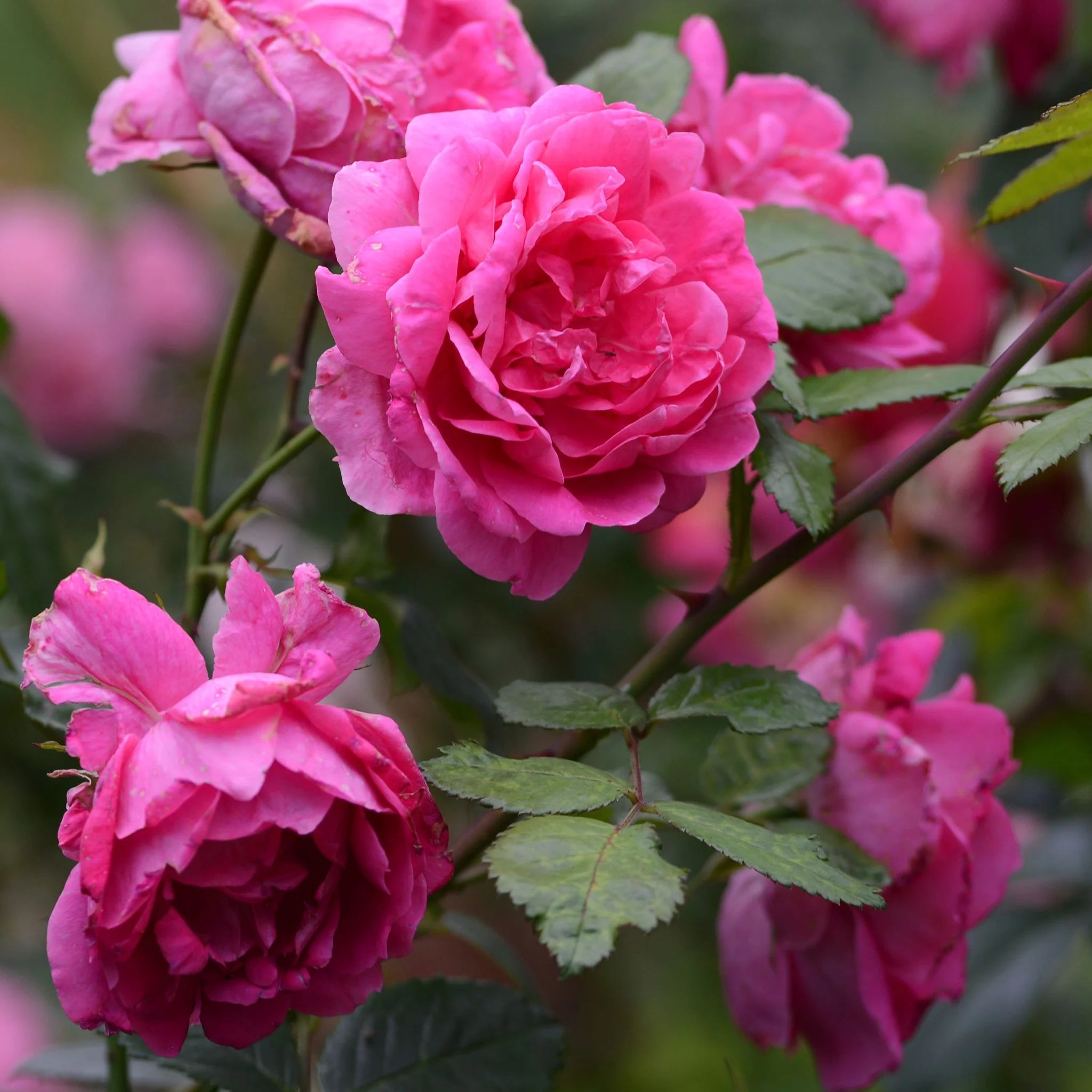 Pink Climbing Rose seeds for vibrant garden blooms
