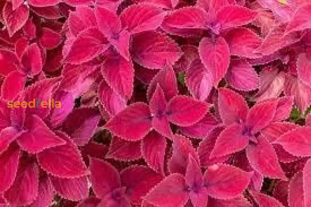 Pink Coleus Plant Seeds For Easy Planting Seeds