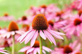 Pink Baby Coneflower plant in full bloom in garden