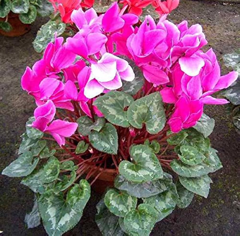 Pink Cyclamen Garden Seeds