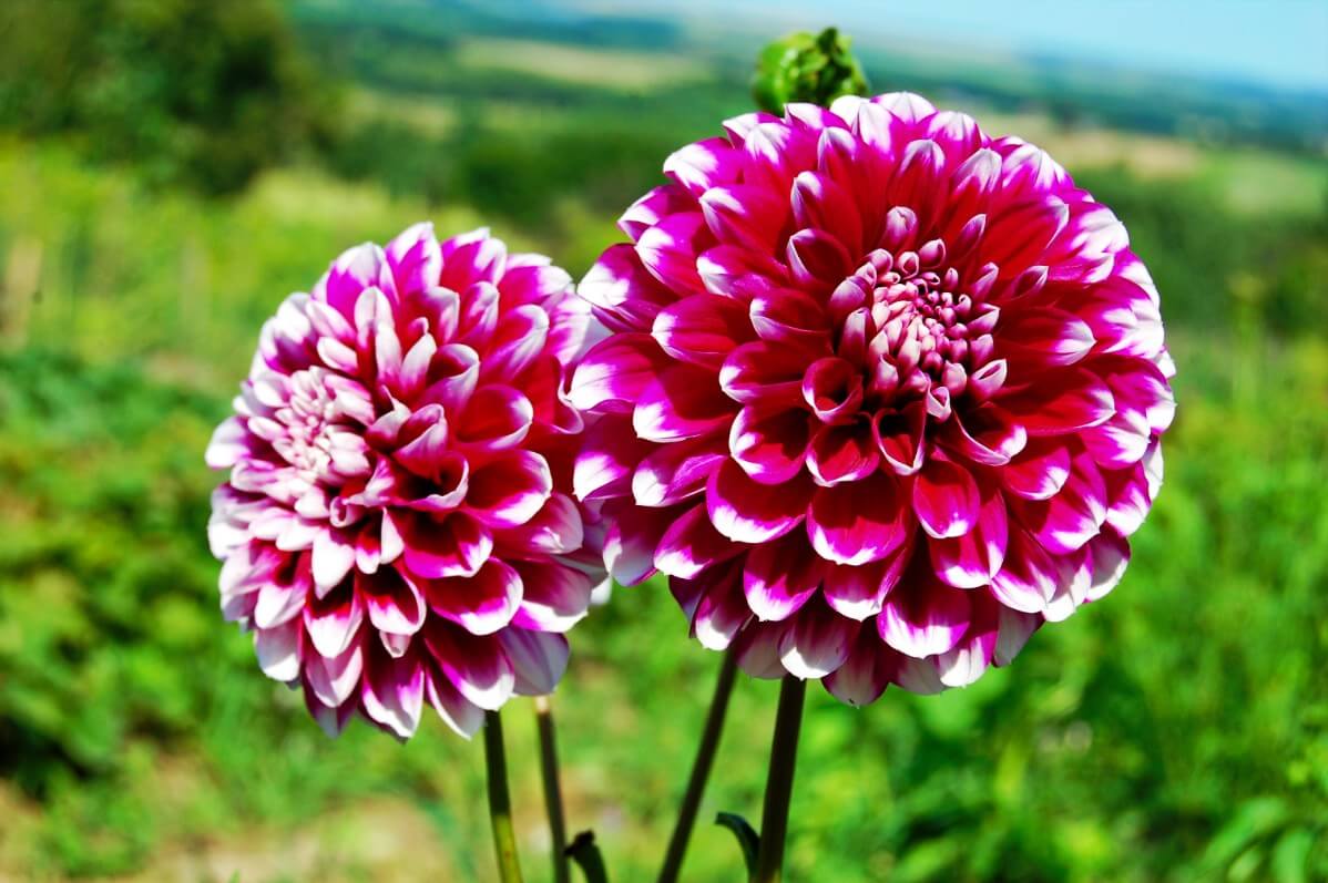 Dark Pink Two-Color Dahlia Flower Seeds For Vibrant Garden Planting