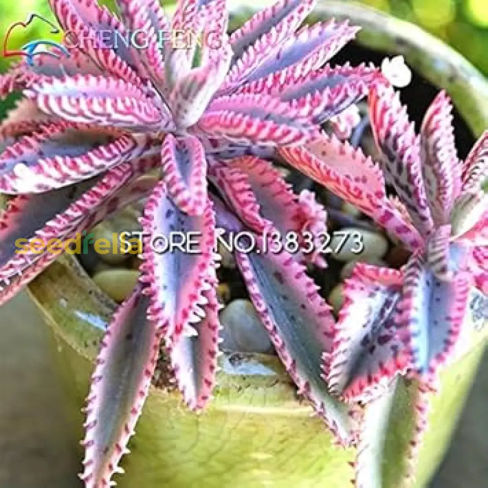 Pink Daigremontiana Plant Seeds For Planting  Vibrant Foliage Your Garden Seeds