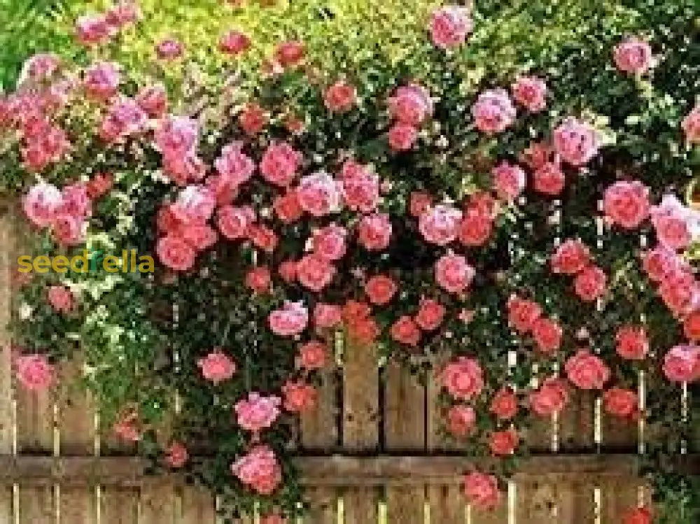 Pink Damask Flower Seeds For Planting | Beautiful Annual Blooms