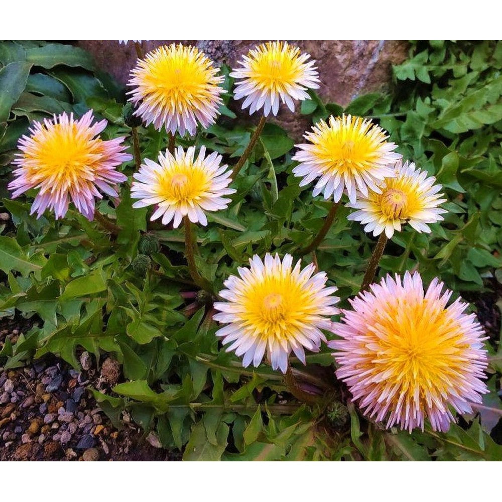 Pink Dandelions Growing in Full Sun Garden Bed