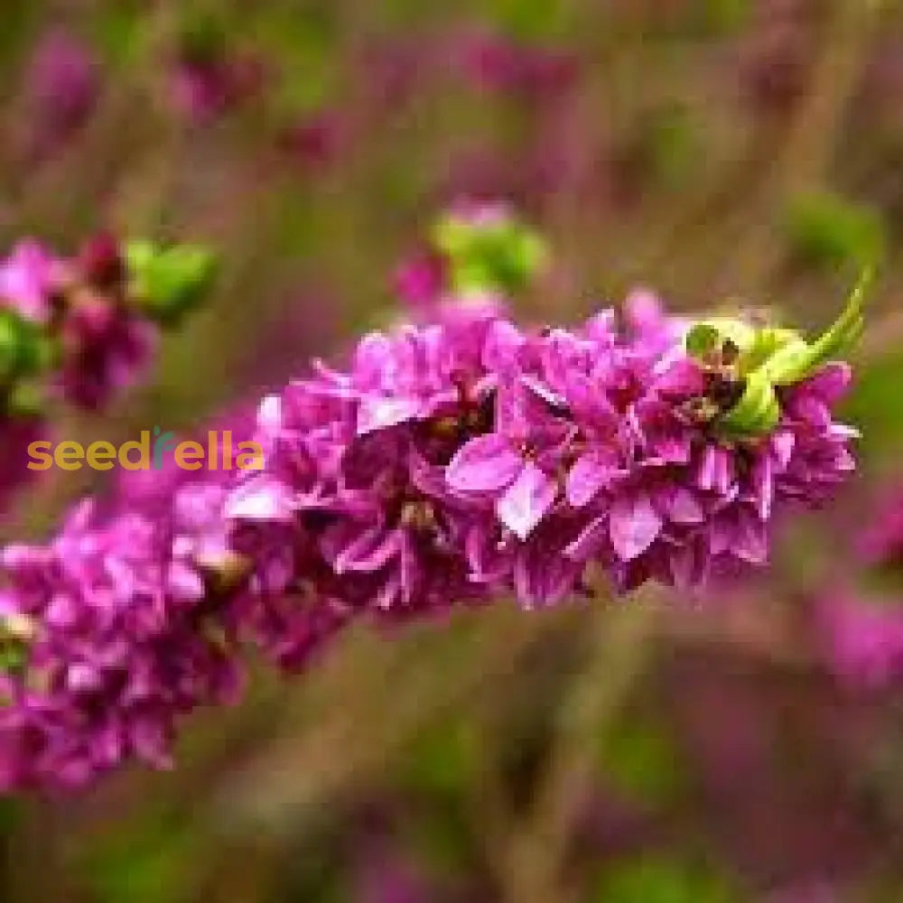 Pink Daphne Mezereum Flower Seeds For Planting  Fragrant Blooms Plant Seeds