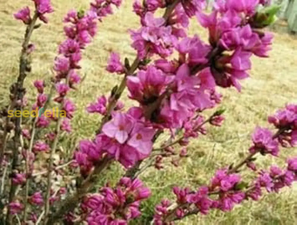 Pink Daphne Mezereum Flower Seeds For Planting  Fragrant Blooms Plant Seeds