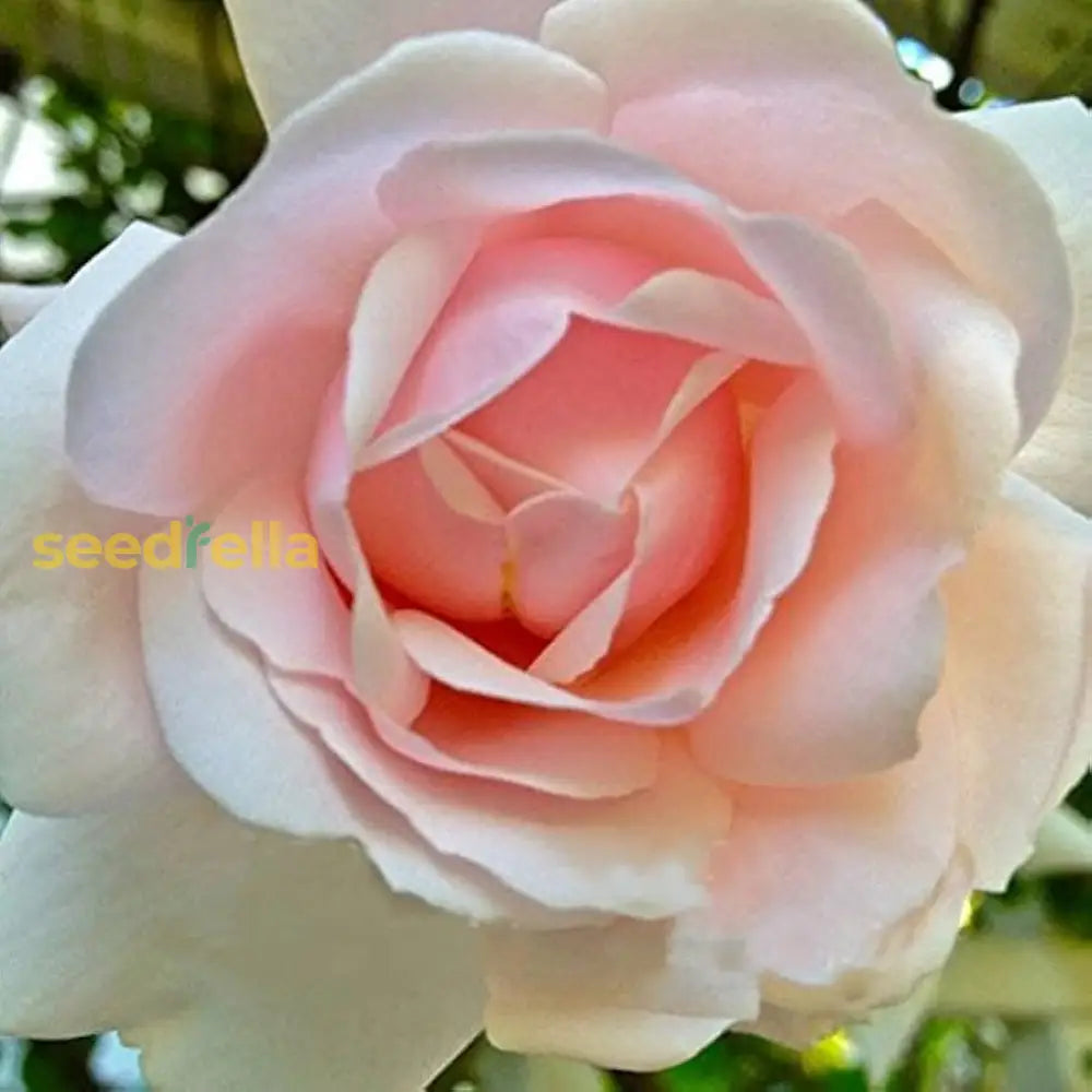 Pink Dawn Rose Flower Seeds For Planting  Elegant Blooms Your Garden