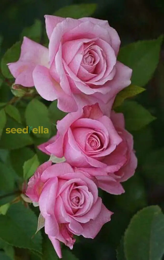 Pink Death Rose Seeds For Spring Planting Flower