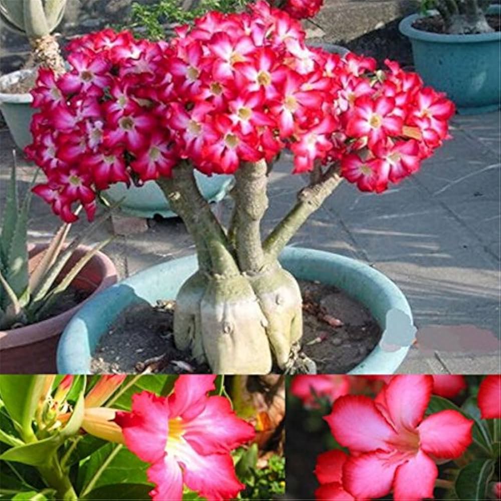 Pink Desert Rose flowers blooming in sunlight
