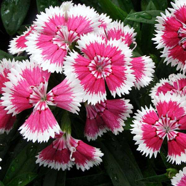 Pink double flowered dianthus seeds for planting