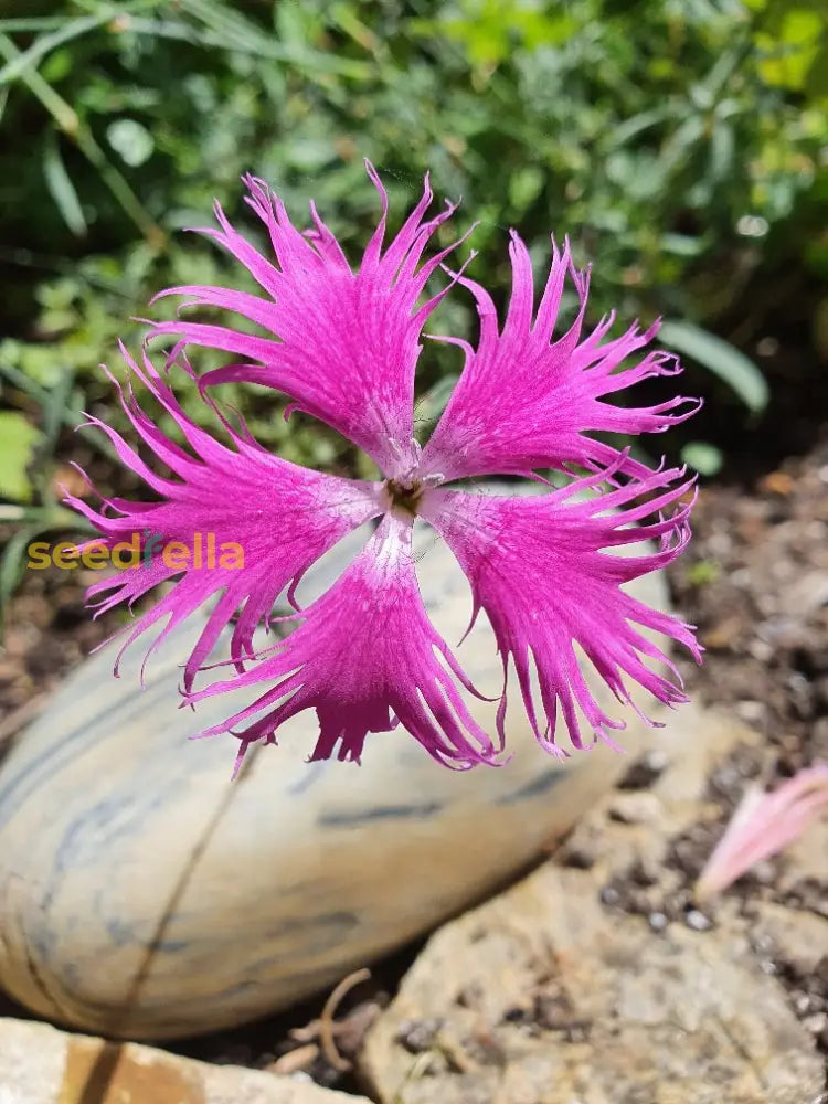 Pink Dianthus Superbus Planting Seeds  Perfect For Gardens Flower