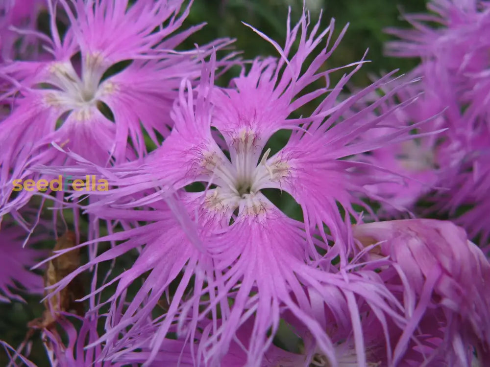 Pink Dianthus Superbus Planting Seeds  Perfect For Gardens Flower