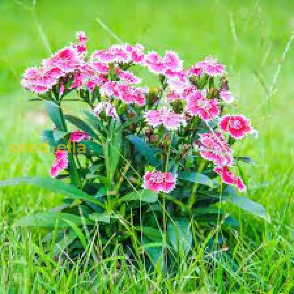 Pink Double-Flowered Dianthus Seeds For Easy Planting Flower