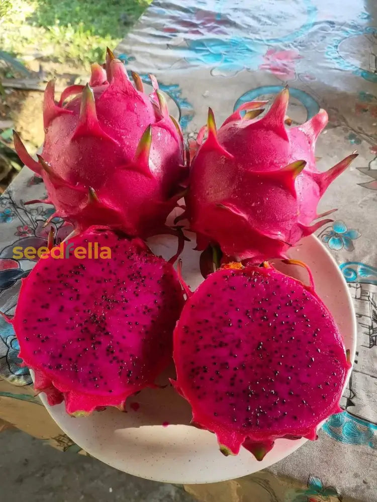 Pink Dragon Fruit Plant Growing in Garden