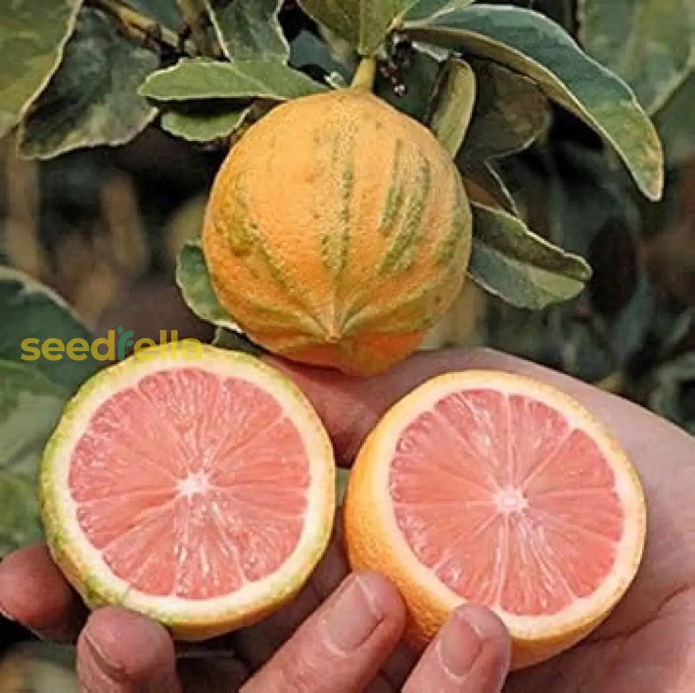 Pink Eureka Lemon Tree Seeds For Planting - Grow Your Own Citrus Delight Fruit