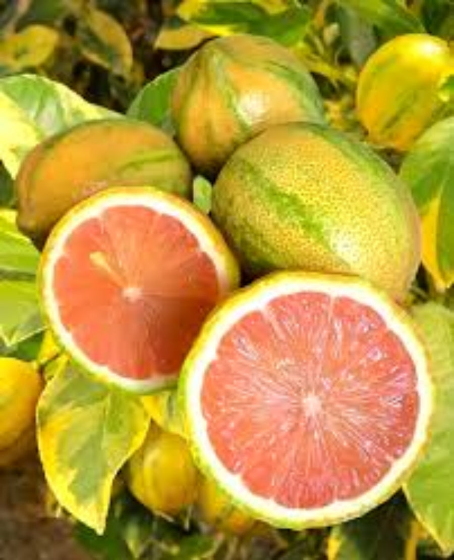 Pink Eureka Lemon Tree Seeds for Planting Citrus Variety