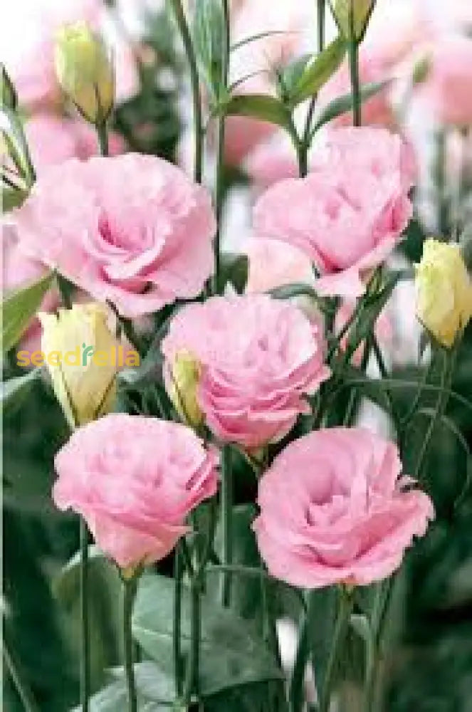 Pink Eustoma Seeds - Planting Made Simple