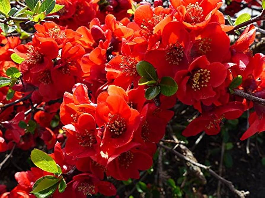 Pink Flowering Quince Seeds – Chaenomeles speciosa Non-GMO Bush