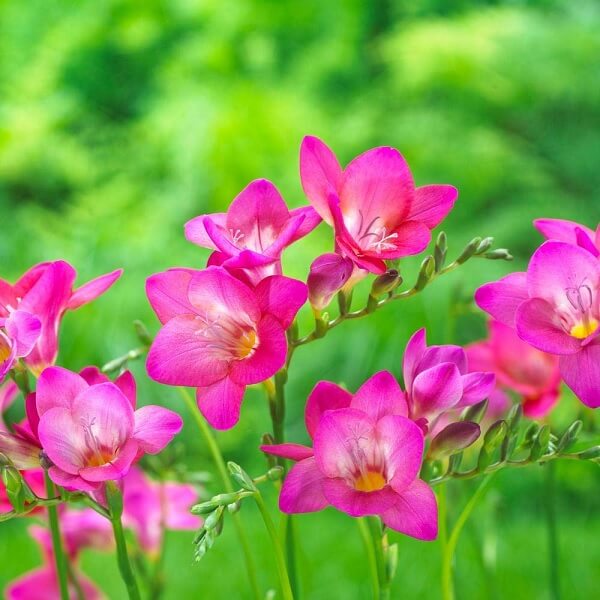 Pink Freesia Flower Seeds for Planting Charming Blooms