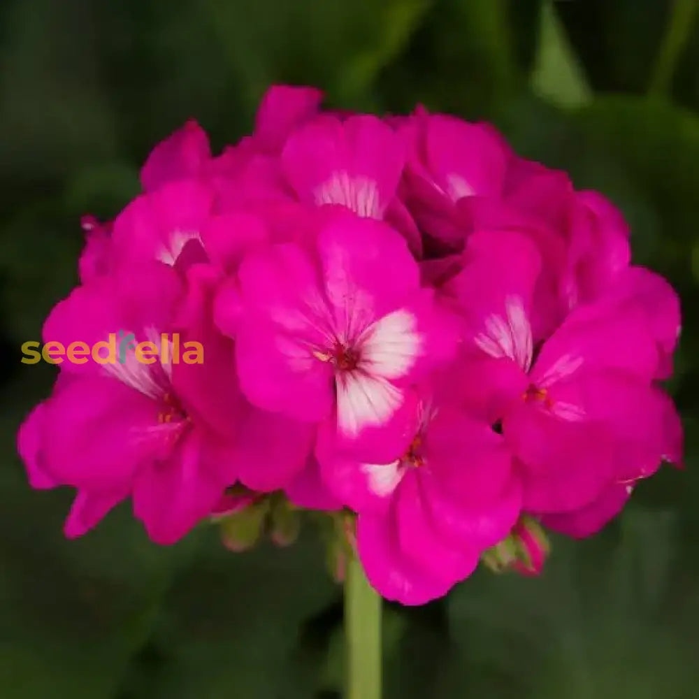 Pink Geranium Seeds For Planting - Add Colorful Delight To Your Garden