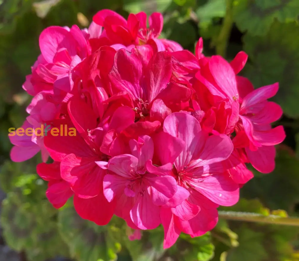 Pink Geranium Seeds For Planting - Add Colorful Delight To Your Garden