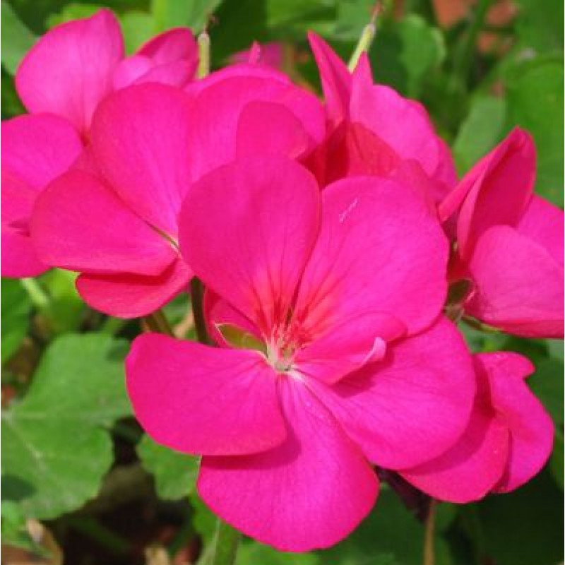 Pink Geranium Flower Seeds for Planting