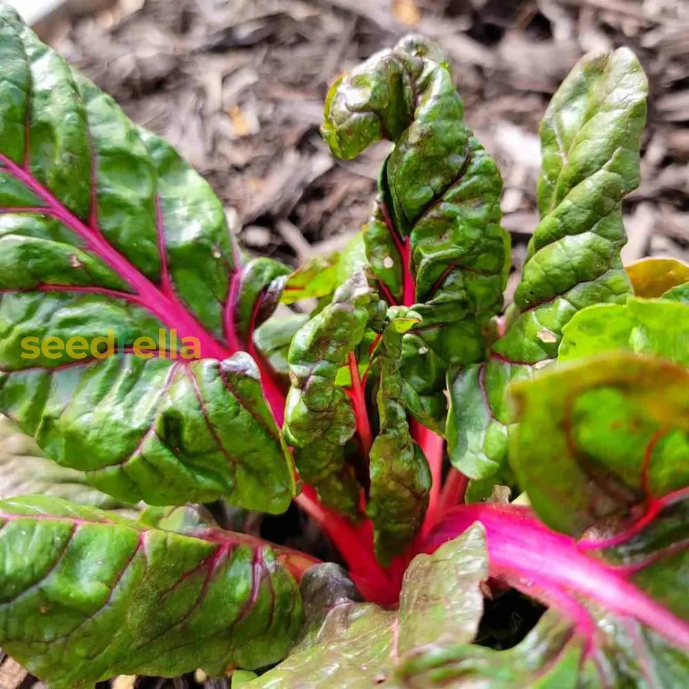 Pink Green Swiss Chard seeds heirloom variety for home planting