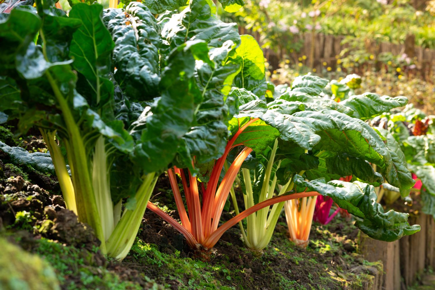 Pink Green Swiss Chard seeds suitable for home gardening